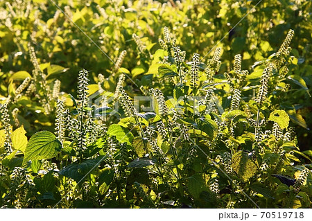 エゴマ 植物 農業 70519718