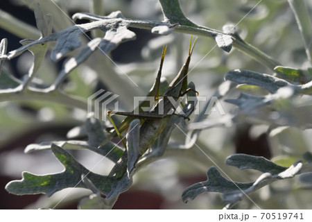 身近に住むオンブバッタ 70519741