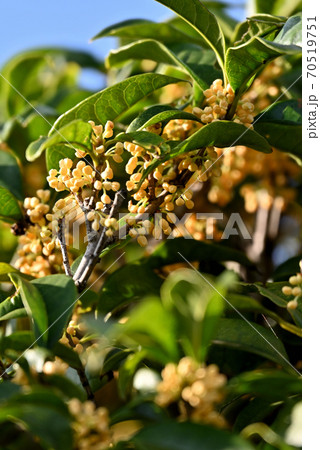 庭に咲くキンモクセイ 70519751