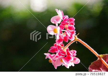 木立性ベゴニアの花 70519827