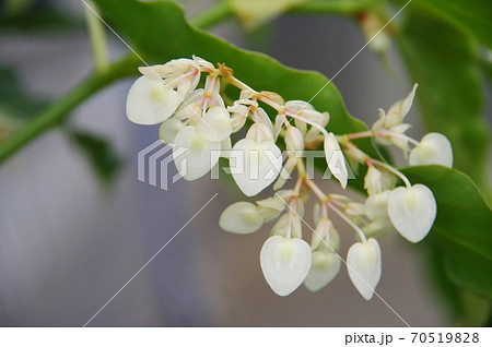 白いベゴニア 70519828