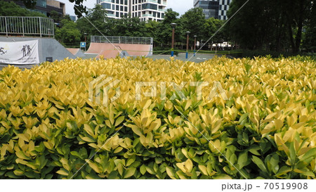 ソウルの森 公園 ヒマワリ 70519908