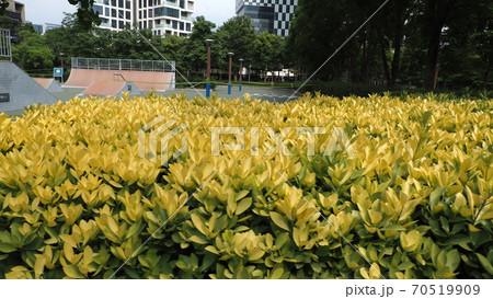 ソウルの森 公園 ヒマワリ 70519909