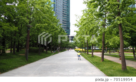 ソウルの森 公園 ヒマワリ 70519954