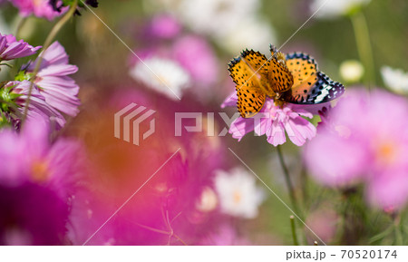 秋空の晴天の日にコスモスが咲き誇る 70520174