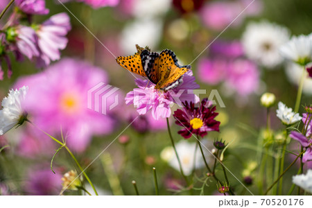 秋空の晴天の日にコスモスが咲き誇る 70520176