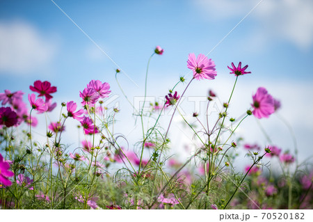 秋空の晴天の日にコスモスが咲き誇る 70520182