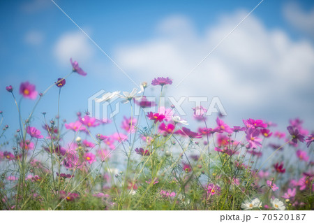 秋空の晴天の日にコスモスが咲き誇る 秋空の晴天の日にコスモスが咲き誇る 70520187
