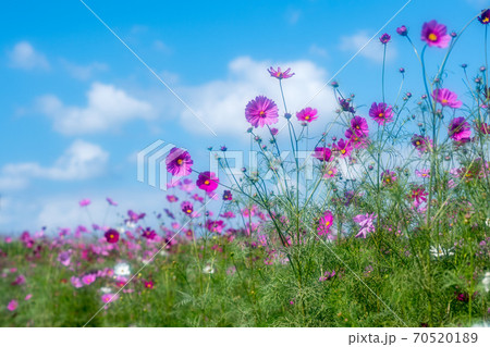 秋空の晴天の日にコスモスが咲き誇る 70520189