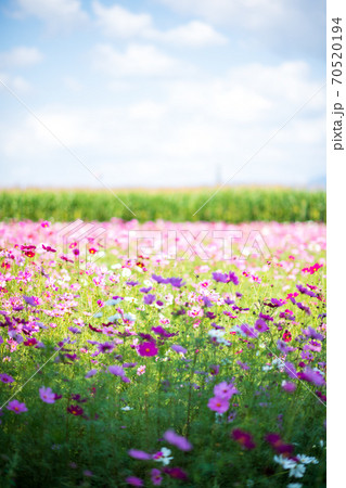 秋空の晴天の日にコスモスが咲き誇る 70520194