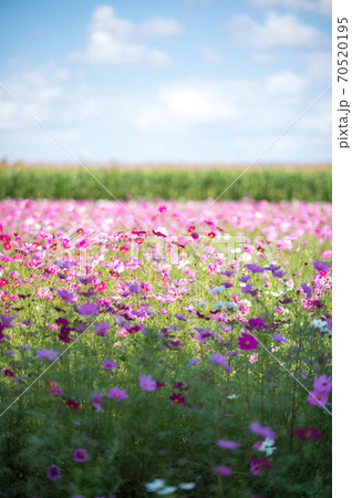 秋空の晴天の日にコスモスが咲き誇る 秋空の晴天の日にコスモスが咲き誇る 70520195