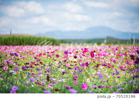 秋空の晴天の日にコスモスが咲き誇る 70520196