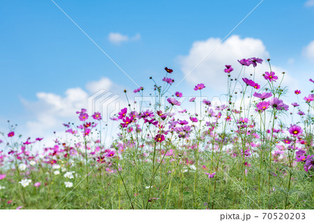 秋空の晴天の日にコスモスが咲き誇る 70520203