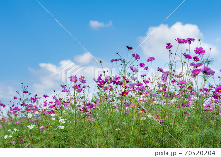 秋空の晴天の日にコスモスが咲き誇る 70520204