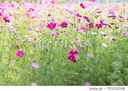 秋空の晴天の日にコスモスが咲き誇る 70520208