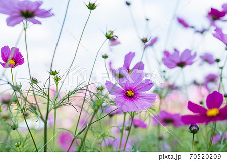 秋空の晴天の日にコスモスが咲き誇る 70520209