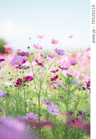 秋空の晴天の日にコスモスが咲き誇る 70520210