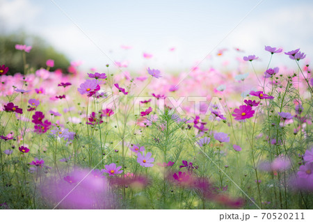 秋空の晴天の日にコスモスが咲き誇る 70520211