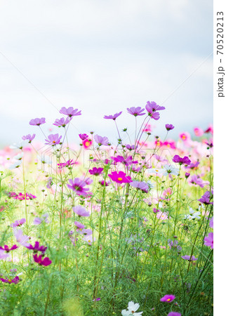 秋空の晴天の日にコスモスが咲き誇る 70520213