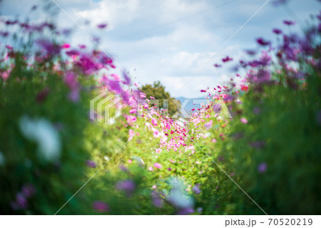 秋空の晴天の日にコスモスが咲き誇る 70520219