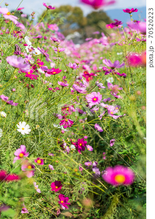 秋空の晴天の日にコスモスが咲き誇る 70520223