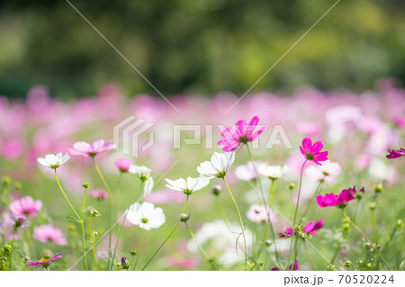 秋空の晴天の日にコスモスが咲き誇る 70520224