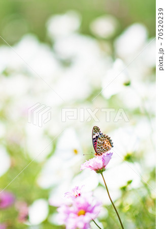 秋空の晴天の日にコスモスが咲き誇る 秋空の晴天の日にコスモスが咲き誇る 70520239