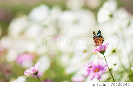 秋空の晴天の日にコスモスが咲き誇る 70520240