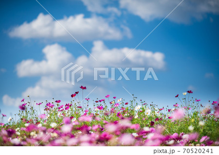 秋空の晴天の日にコスモスが咲き誇る 70520241