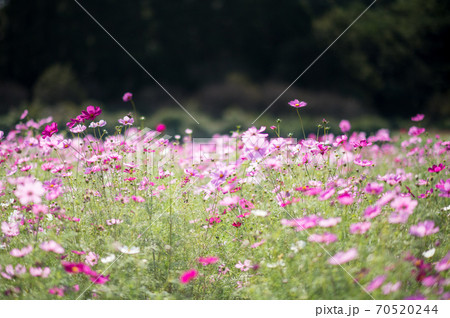 秋空の晴天の日にコスモスが咲き誇る 70520244