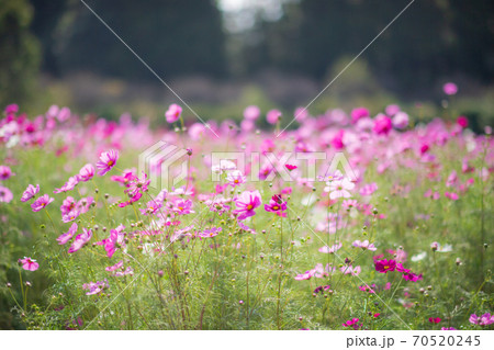 秋空の晴天の日にコスモスが咲き誇る 70520245