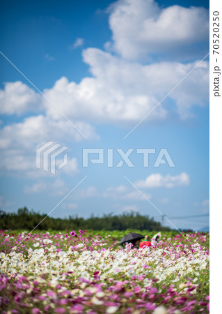 秋空の晴天の日にコスモスが咲き誇る 70520250