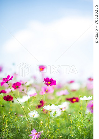 秋空の晴天の日にコスモスが咲き誇る 70520255