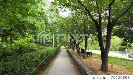 ソウルの森 公園 ヒマワリ 70520898