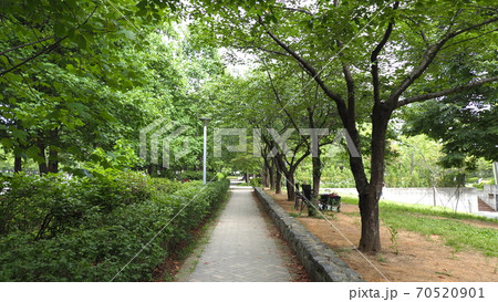 ソウルの森 公園 ヒマワリ 70520901