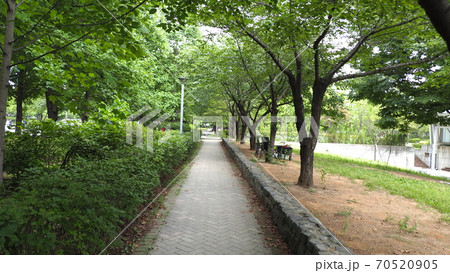 ソウルの森 公園 ヒマワリ 70520905