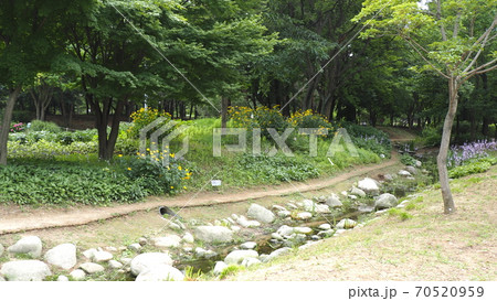 ソウルの森 公園 ヒマワリ 70520959