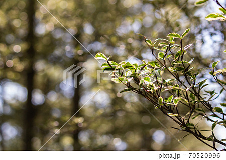 台湾 田畑 フィールド 70520996