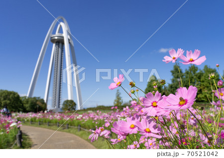 138タワーパークとコスモス畑 70521042