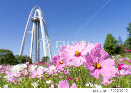 138タワーパークとコスモス畑 70521045