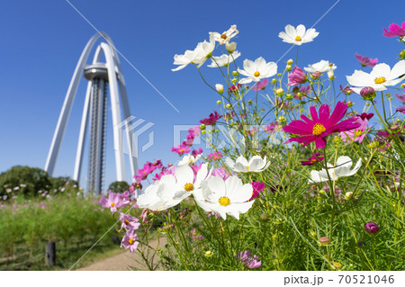 138タワーパークとコスモス畑 70521046