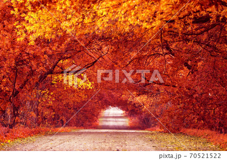 Country road, lane with trees in autumn. Fall season. Rows of trees in park alley Country road, lane with trees in autumn. Fall season. Rows of trees in park alley 70521522