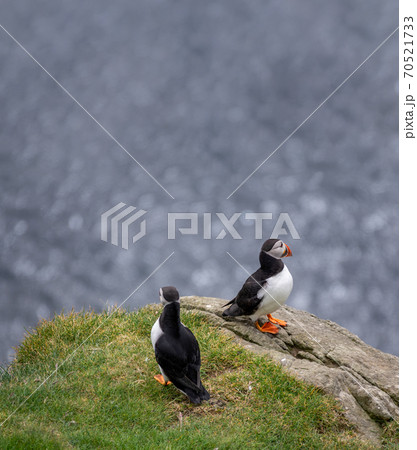 Puffin couple on top of the rocks with ocean in the background Puffin couple on top of the rocks with ocean in the background 70521733