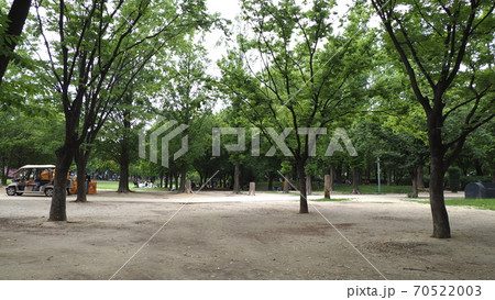 ソウルの森 公園 ヒマワリ 70522003