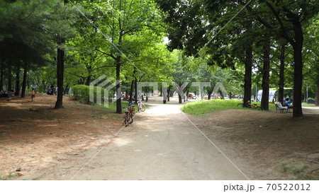 ソウルの森 公園 ヒマワリ 70522012