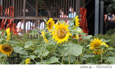 ソウルの森 ヒマワリ 公園 70522032