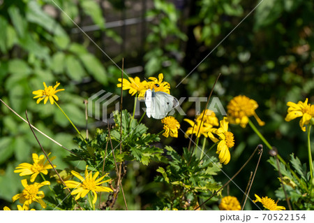 花に留まって蜜を吸うタイワンモンシロチョウ 70522154