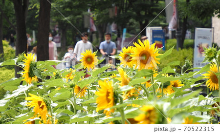 ソウルの森 ヒマワリ 公園 70522315