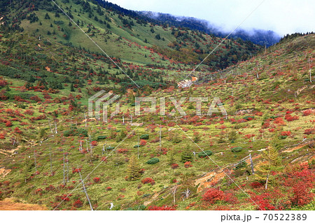 志賀草津道路からナナカマド紅葉一面の眺望 志賀草津道路からナナカマド紅葉一面の眺望 70522389