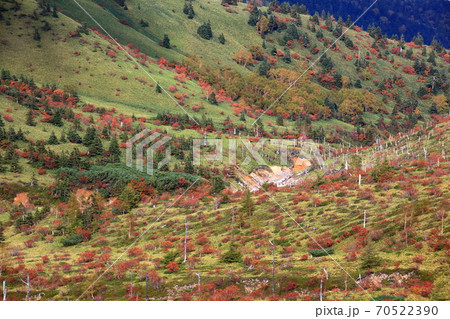 志賀草津高原ルート秋のナナカマドの赤色圧巻 志賀草津高原ルート秋のナナカマドの赤色圧巻 70522390
